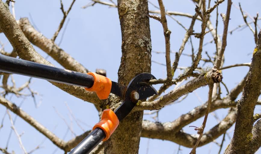 Tree Trimming